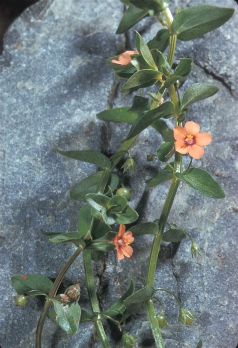 Lysimachia Arvensis Scarlet Pimpernel Go Botany