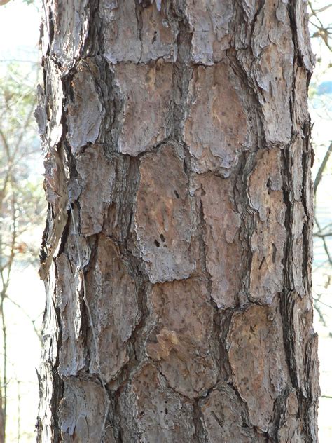 Appomattox Shortleaf Pine Pinus Echinata Bark View My Flickr