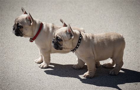 Find french bulldog in dogs & puppies for rehoming | 🐶 find dogs and puppies locally for sale or adoption in toronto (gta) : French Bulldog Puppies For Sale | San Diego, CA #182964