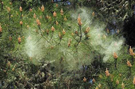 Pine Pollen Stock Image F0317965 Science Photo Library