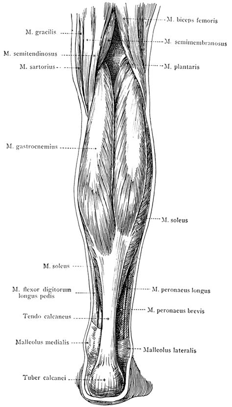 Posterior View Of The Superficial Muscles Of The Leg Clipart Etc