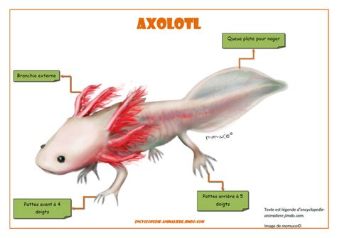 Axolotl Lencyclopédie Animalière