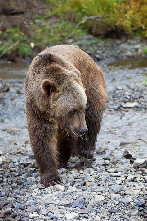 North American Brown Bear Grizzly Stock Photo Image Of North