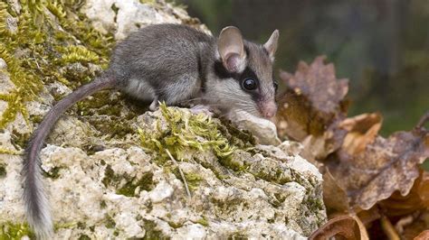 VIDEO First Garden Dormouse Seen In 100 Years Hailed As Sensational