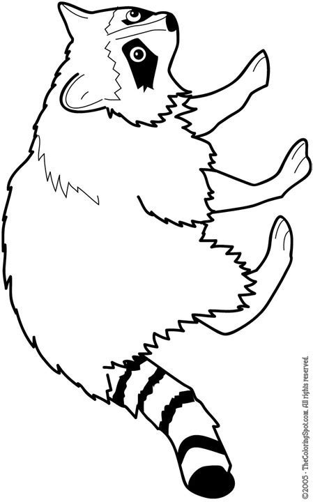 Raccoon Line Drawing At Getdrawings Free Download