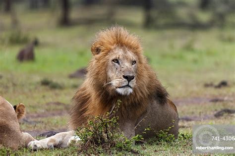 Lion Panthera Leo Masai Mara Stock Photo