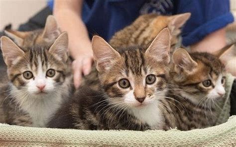 Cuddling Kittens Can Kill You Warn Scientists