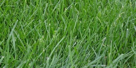 Tall Fescue Grass Facts Maintenance And Comparison Progardentips