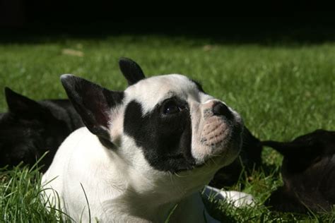 Explore 25 listings for french bulldog puppies vancouver bc at best prices. French Bulldog Vancouver Puppies Canada Par Esquisse ...