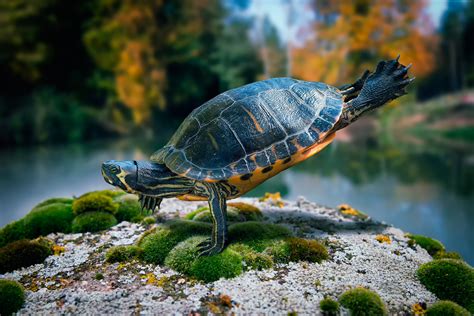 300 Turtles Hd Wallpapers And Backgrounds