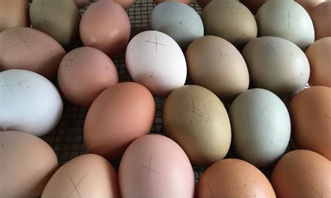 How To Incubate Chicken Eggs Step By Step Homestead Acres