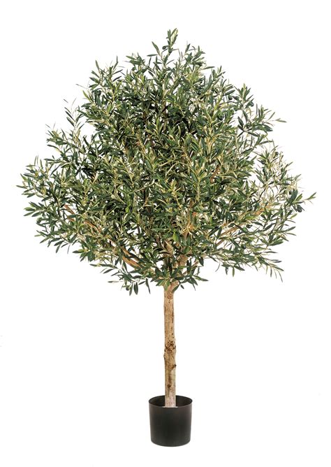 Natural Olive Topiary Tree Flora World