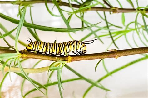 How To Raise A Monarch Butterfly Caterpillar Cuisine And Travel