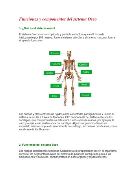 Sistema Oseo Mano Cráneo