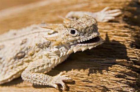 10 Amazing Types Of Lizards Meet All The Cool Lizards Here