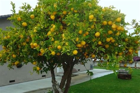 Cómo Es El Limonero Citrus Limon Características Del Limonero