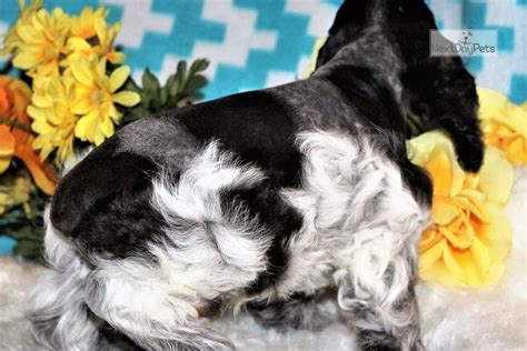 Get yours via lancaster puppies. Smore: Cocker Spaniel puppy for sale near Denver, Colorado. | b40da90e-3501