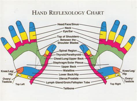 Hand Reflexology Chart Reflexology Chart Hand Reflexology