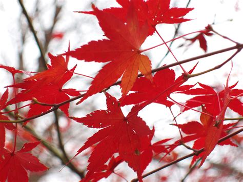 Autumn Red Leaves Wallpaper 2048x1536 29069