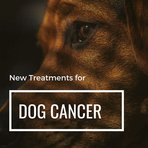 Dermal tumors manifest on the abdomen or in areas where the hair is thin. Dog Hemangiosarcoma: Proven New Treatments That Prolong ...