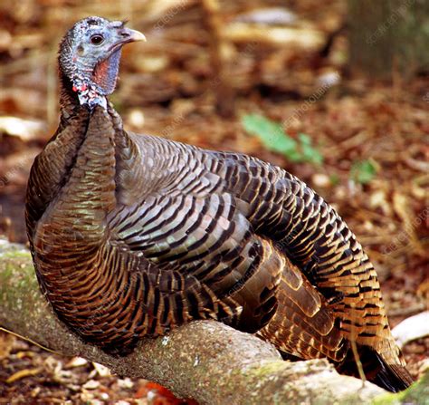 Adult Female Wild Turkey Stock Image Z832 0322 Science Photo Library