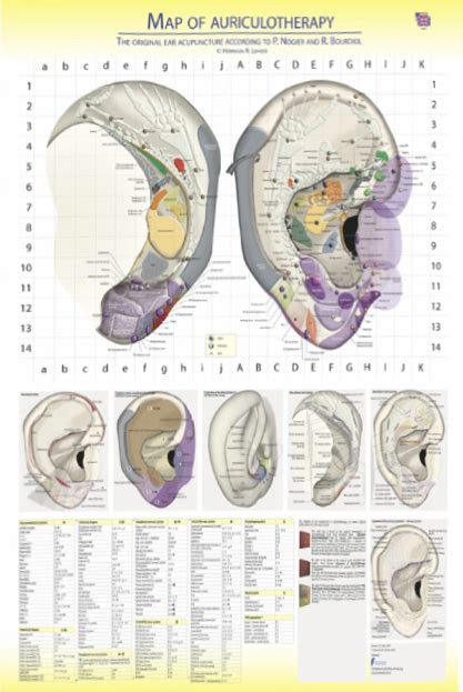 Map Of Auriculotherapy The Original Ear Acupuncture According To P
