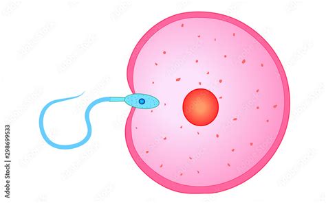 Fertilizer Reproduction Reproductive Cells Sperm Cell Entry Into The