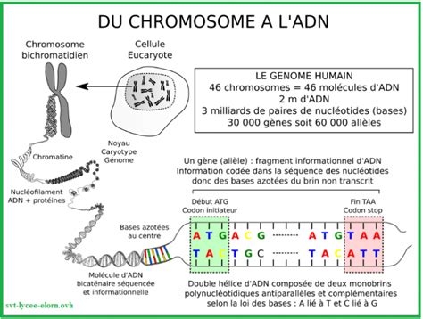 Chromosome Adn Vive Les Svt Les Sciences De La Vie Et De La Terre