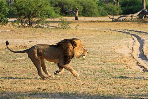 Male Lion Stock Photos Pictures And Royalty Free Images Istock