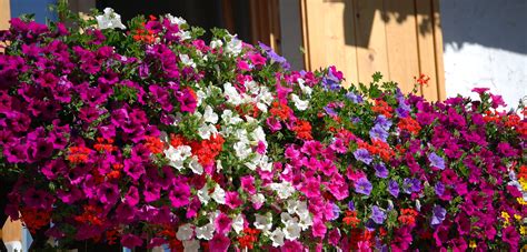 Lista di 35 tipi di fiori di primavera con relativi nomi e immagini; Quali fiori coltiviamo questa primavera? - Green.it