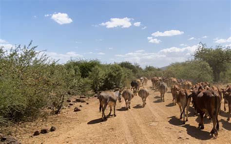 Cattle And Donkeys In Africa Stock Photo Download Image Now Istock