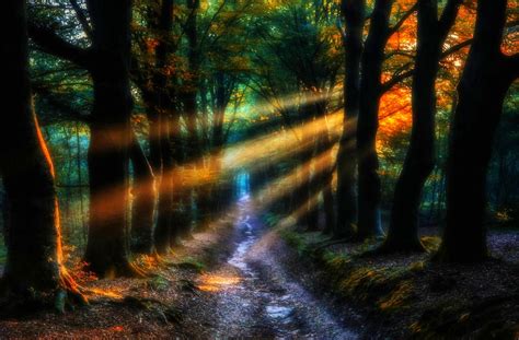 Fairytale Forest Enchanted Forest Wallpaper Bakaninime