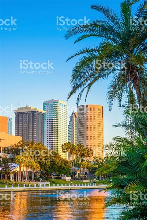 Tampa Florida Skyline At Sunset Skyscrapers Cityscape Palm Tree