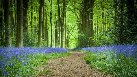 Forest Path Flowers Spring Iphone Wallpapers