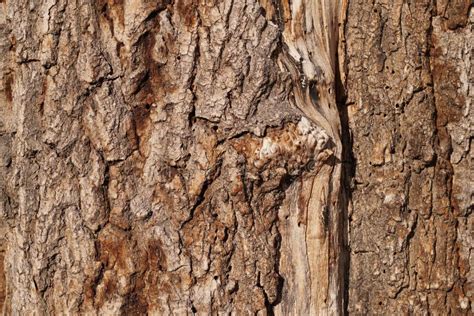 Old Tree Bark Structure Stock Photo Image Of Detailed 110689640