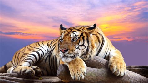 Tiger Resting 14498 Hd Wallpaper