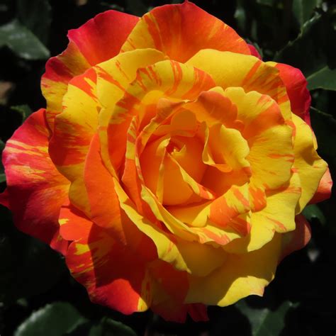 Splash Rose Striped Floribunda Style Roses