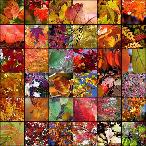 Autumn Colours 1 Autumn 2 Autumn Is On Its Way 3 A Flickr