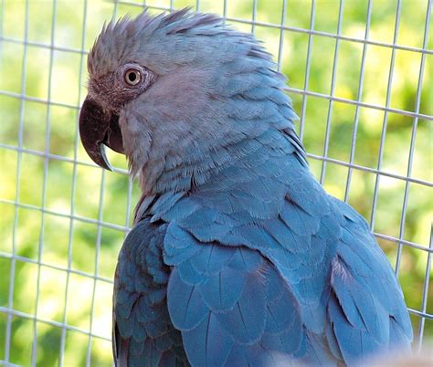 Spixs Macaw Facts Temperament Pet Care Housing Pictures Singing