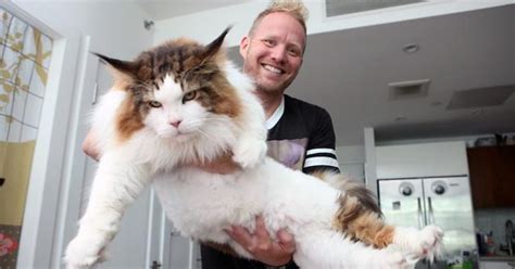 Meet Samson New Yorks Fattest Cat Who Weighs A Whopping 28 Pounds