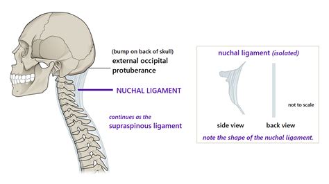 Body Alignment And Balance Our Midline Anatomy And The Median Plane