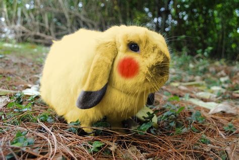 Pikachu Bunny — The Daily Bunny