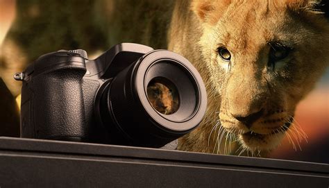 Best Nikon Lenses For Wildlife Photography