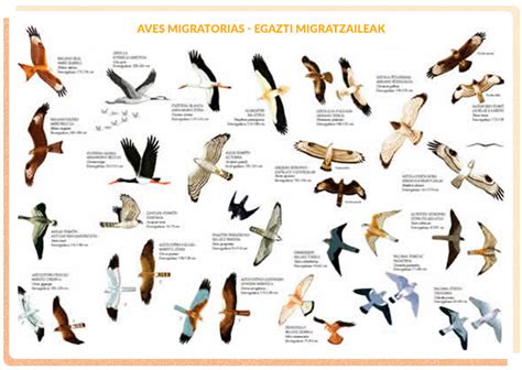 Como Saben Las Aves Migratorias Hacia Donde Dirigirse Actualizado