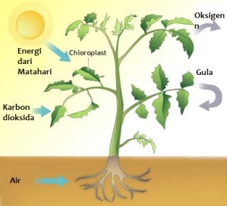 Proses Fotosintesis Pada Tumbuhan Beserta Gambarnya Dosenbiologi Com