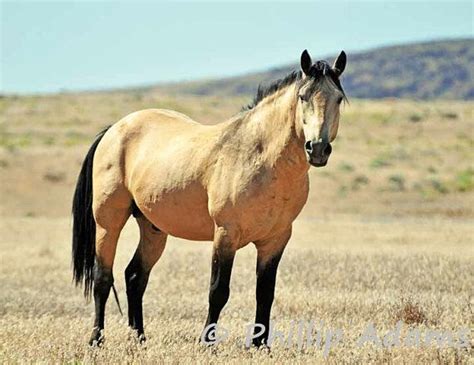 Aus wikipedia, der freien enzyklopädie. Potro Lobo gateado | Caballos bonitos