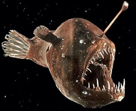Oddity Ark 51 231 Humpback Anglerfish Off Topic Comic Vine