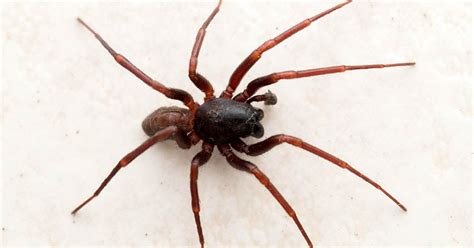Sendo a pressão mais baixa em são paulo, é mais fácil da água ferver, ou seja, ter menor ponto de ebulição. Insetologia - Identificação de insetos: Aranha Creugas em ...