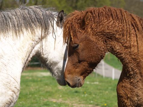 Two North American Bashkir Curlys A Horse Breed With Curly Hair