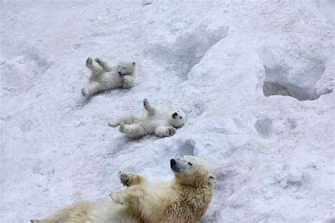 Polar Bear Mom With Twins By Anton Belovodchenko Photo 297970751